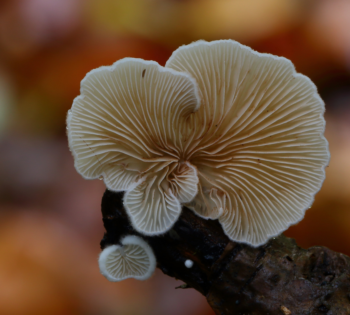 Stummelfüßchen (Crepidotus)