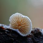 Stummelfüßchen (Crepidotus)