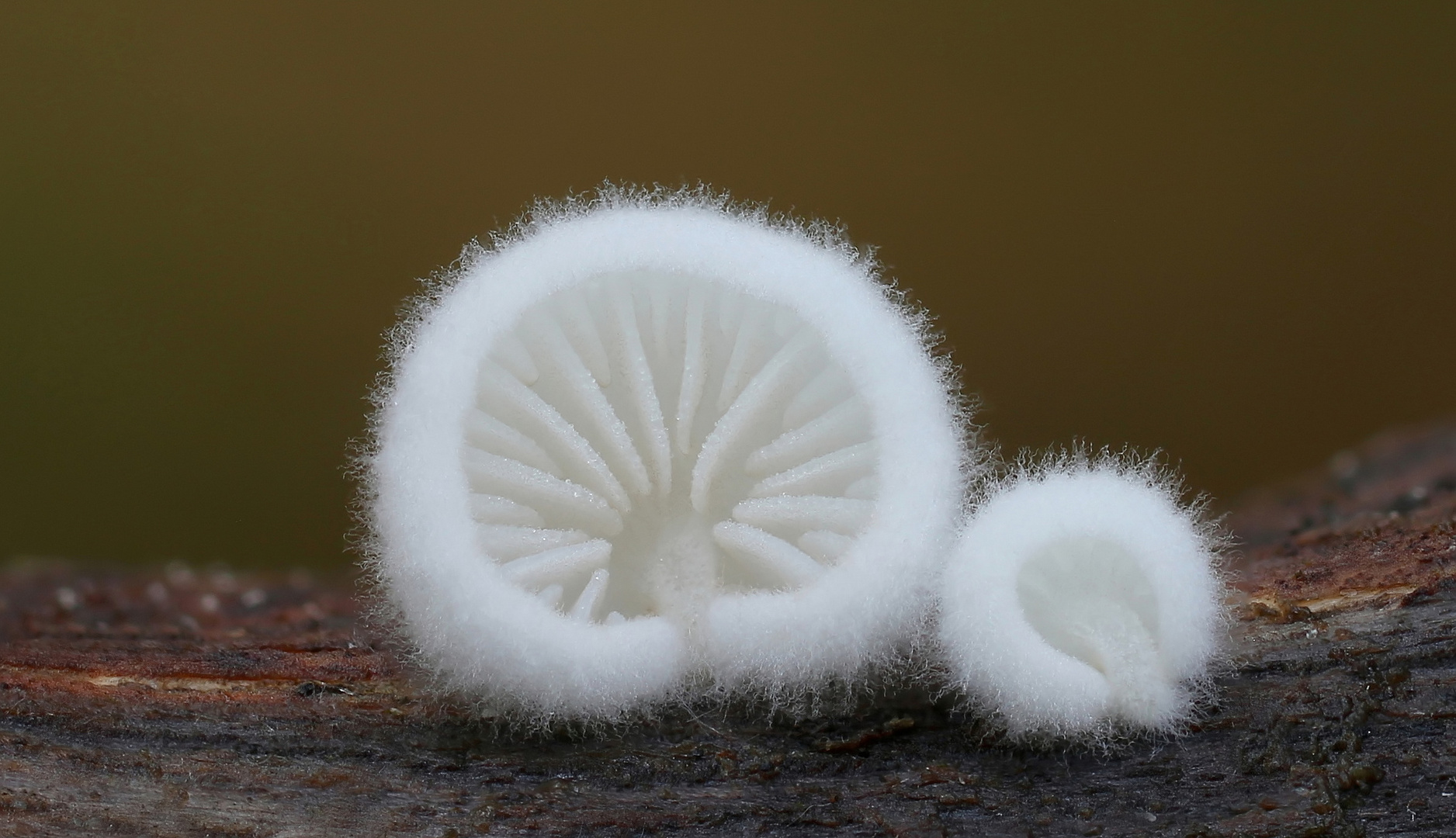 Stummelfüßchen (Crepidotus)