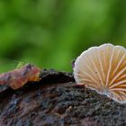 Stummelfüßchen (Crepidotus)