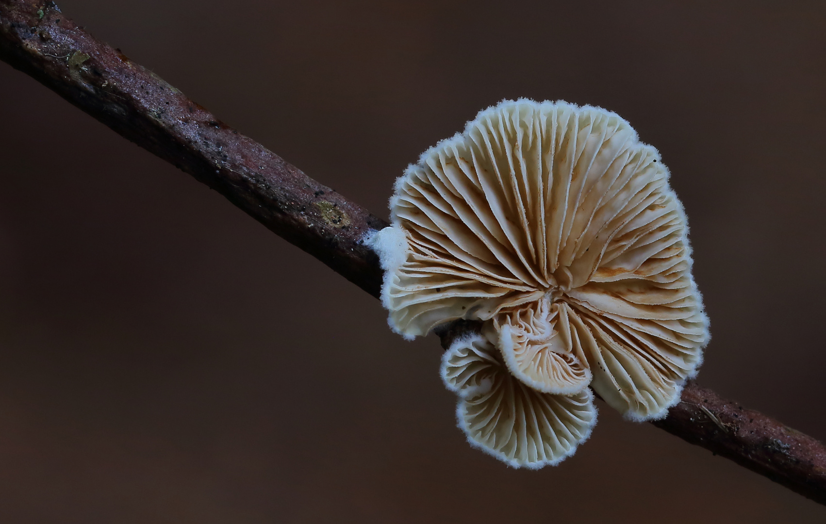 Stummelfüßchen (Crepidotus)