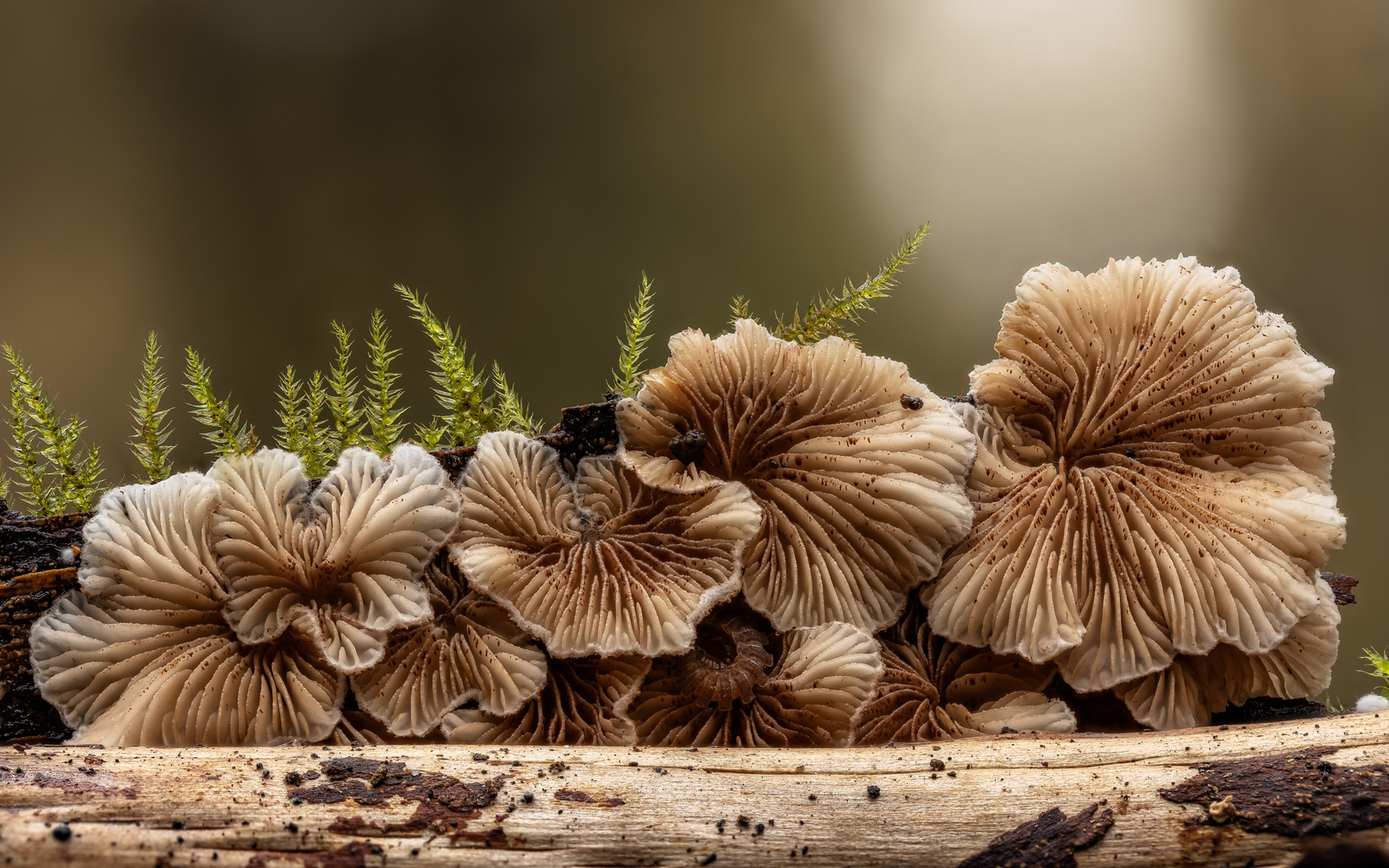 Stummelfüßchen (Crepidotus autochthonus)