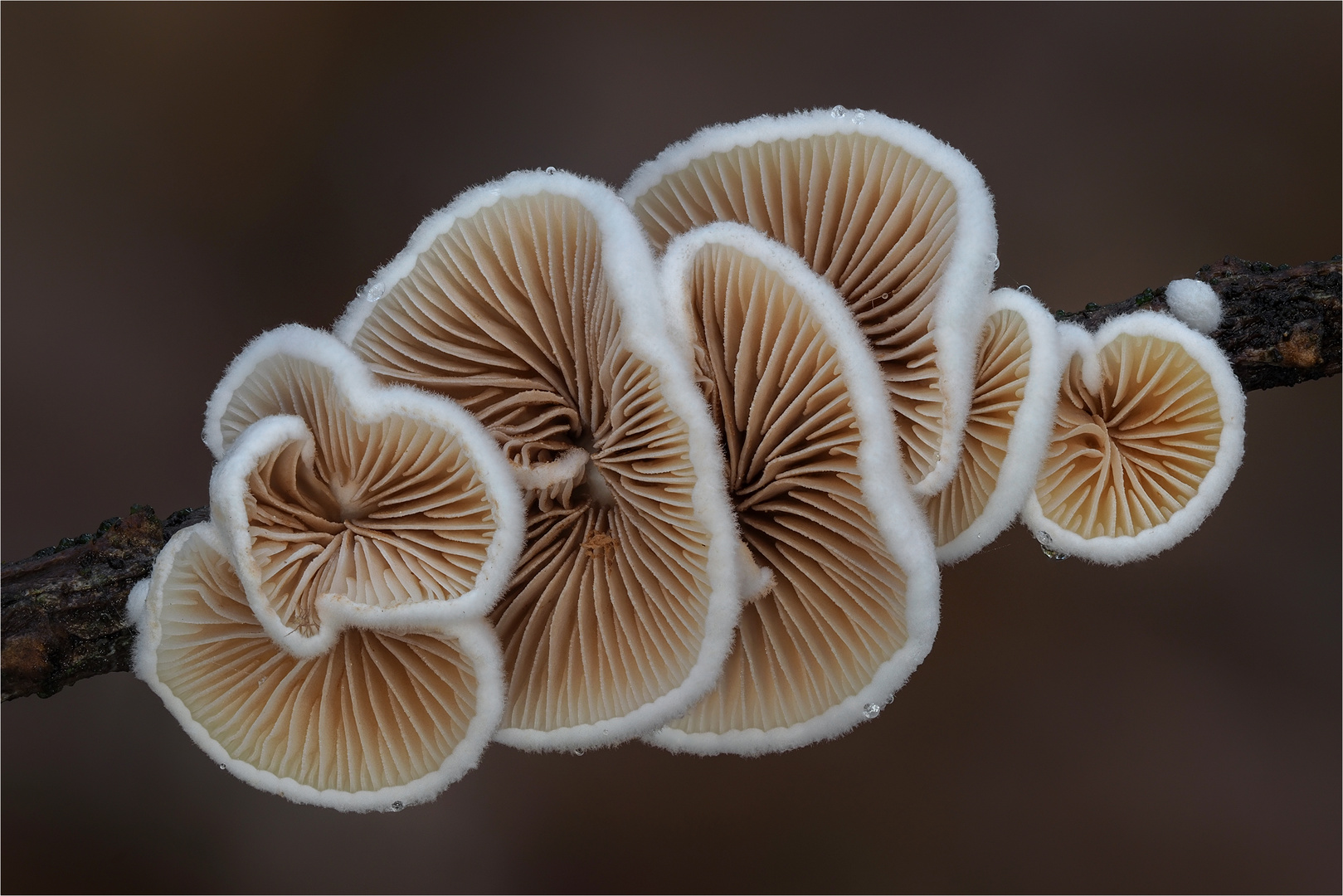 Stummelfüßchen (Crepidotus)