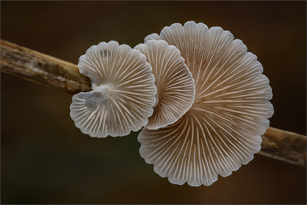 Stummelfüßchen (Crepidotus)