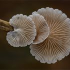 Stummelfüßchen (Crepidotus)