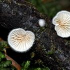 Stummelfüßchen (Crepidotus) - Le Crépidote, une petite merveille!