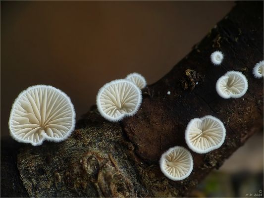 Stummelfüßchen statt Mittwochsblümchen.