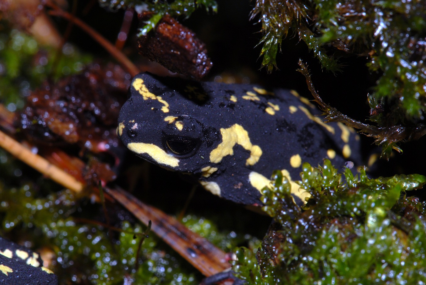 Stummelfuß Krötchen - Atelopus stelzneri