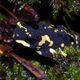 Stummelfu Krtchen - Atelopus stelzneri