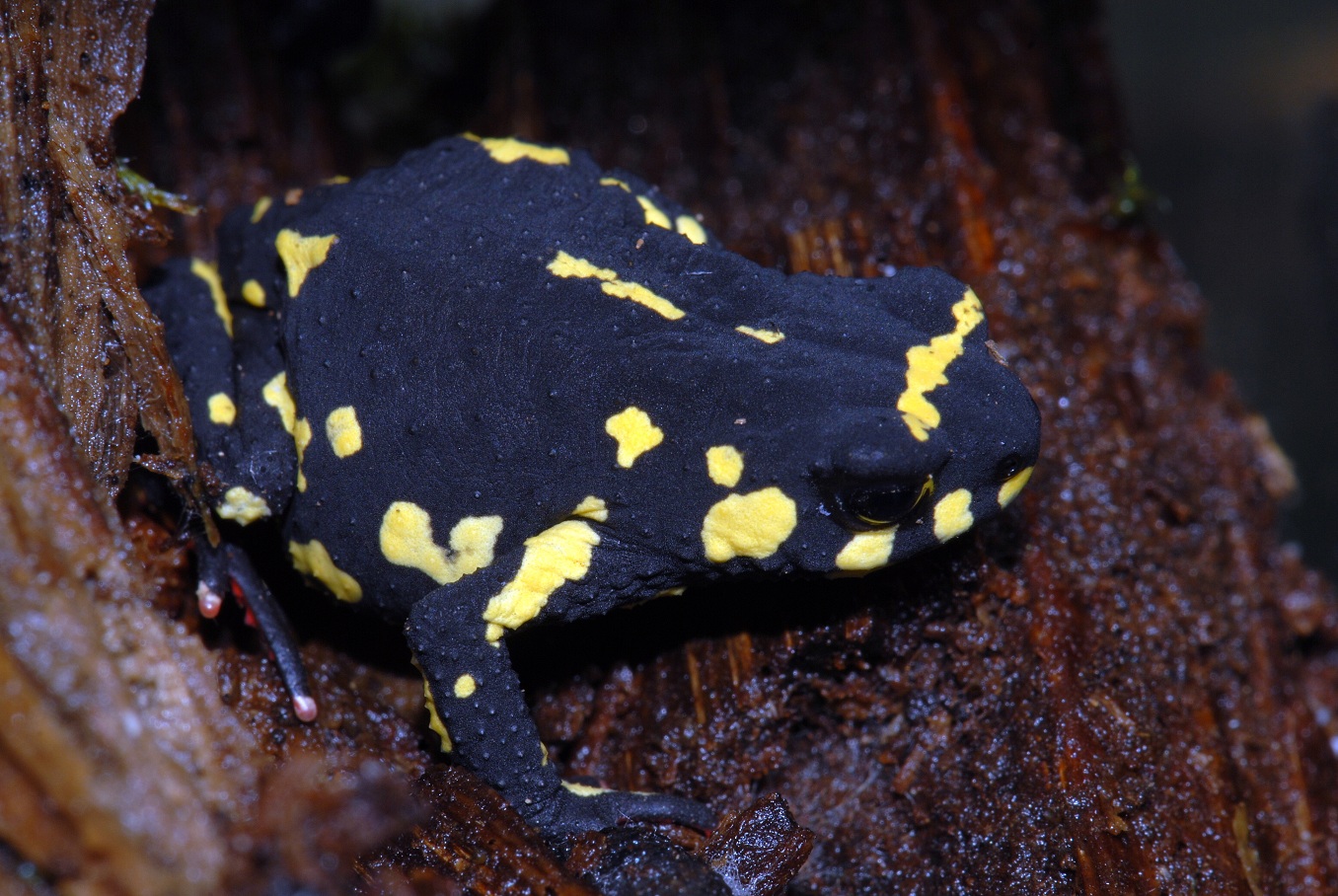 Stummelfuß Krötchen - Atelopus stelzneri Teil 2