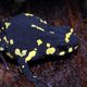 Stummelfu Krtchen - Atelopus stelzneri Teil 2