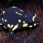 Stummelfuß Krötchen - Atelopus stelzneri Teil 2