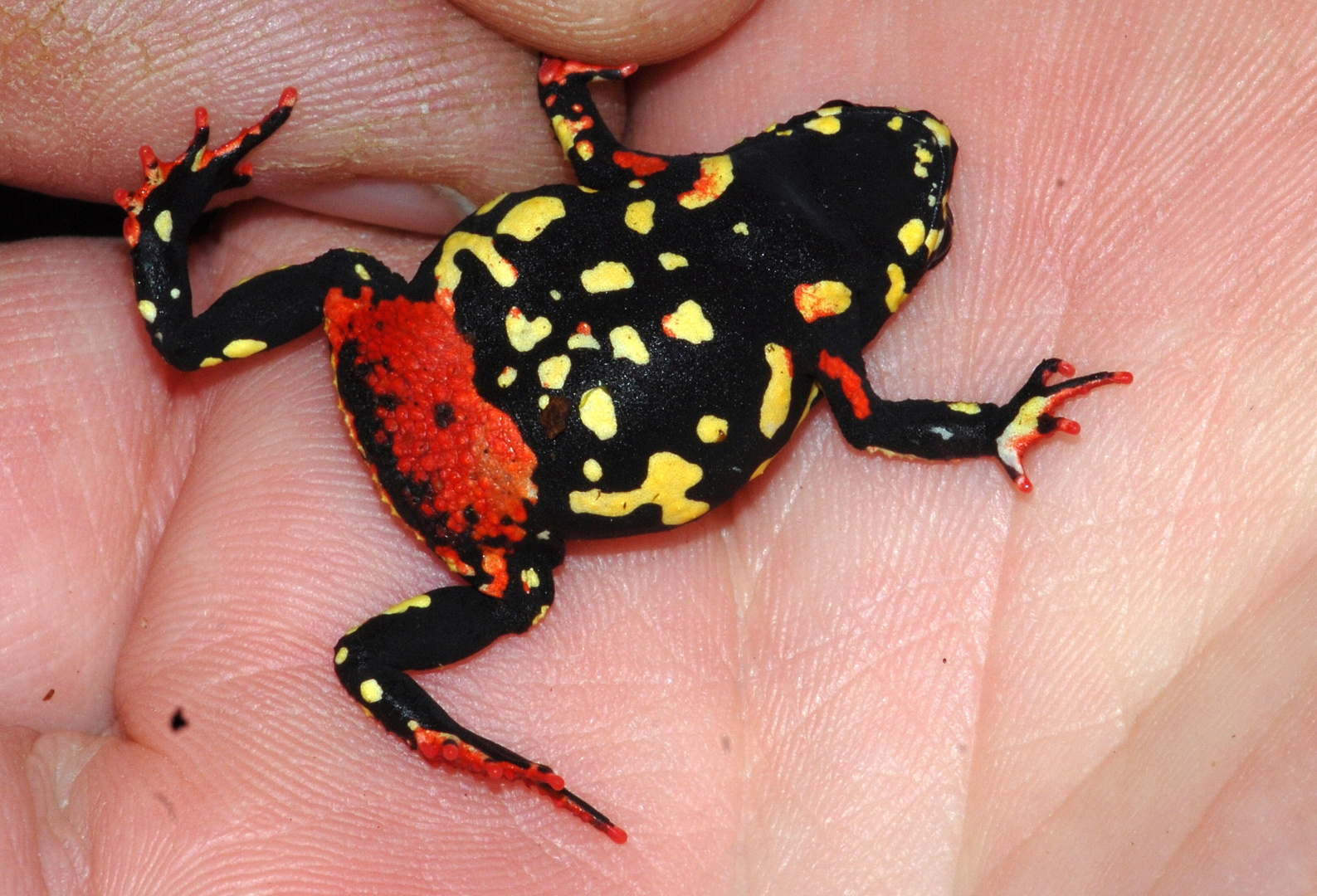 Stummelfuß Krötchen - Atelopus stelzneri Teil 3