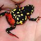 Stummelfu Krtchen - Atelopus stelzneri Teil 3