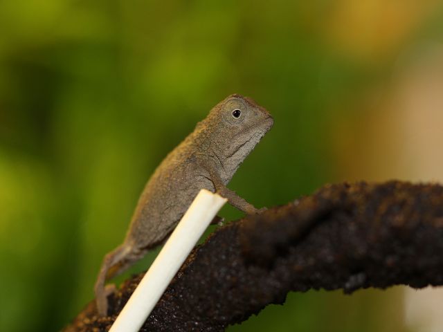 Stummelschwanzchamäleons Rampholeon brevicaudatus/ Rieppeleon brevicaudatus