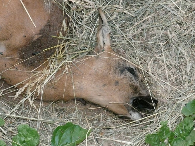 Stummer Schrei