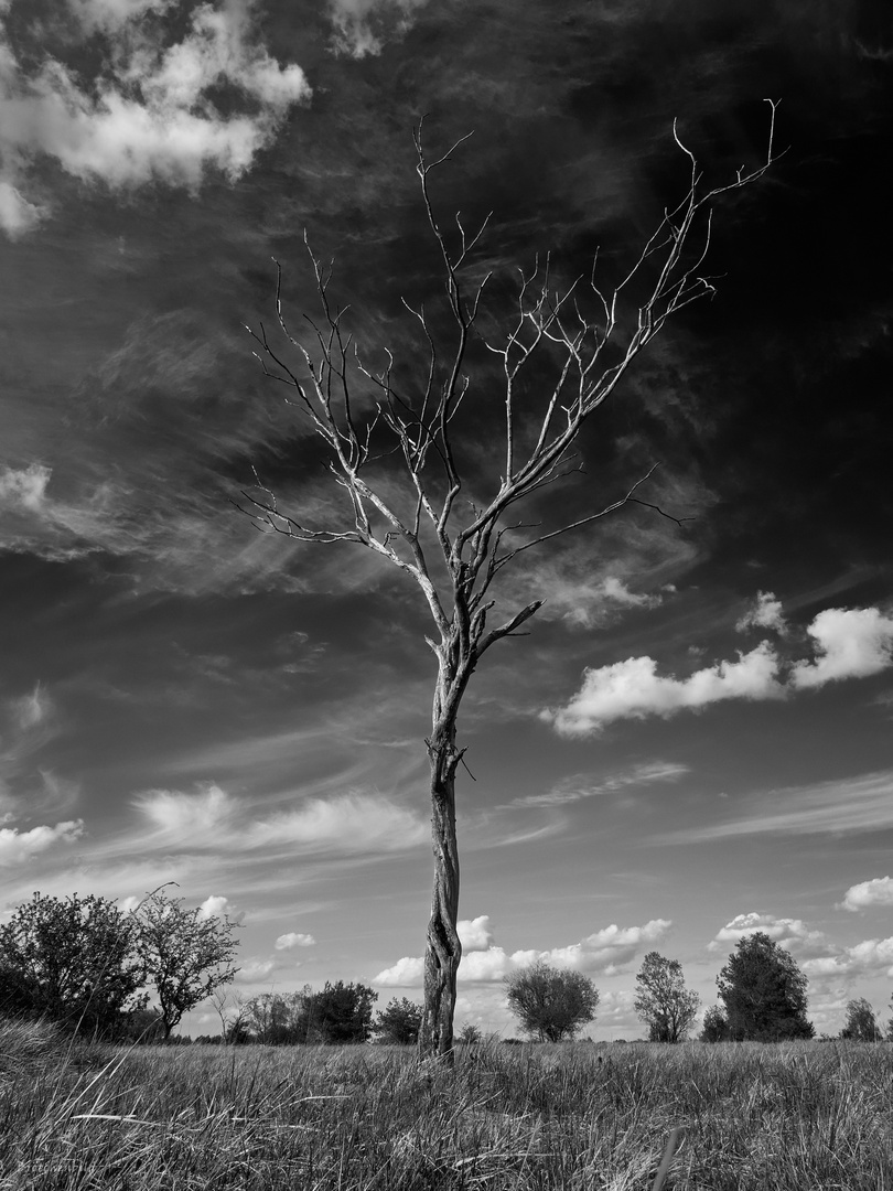 stummer Zeuge in der Heide