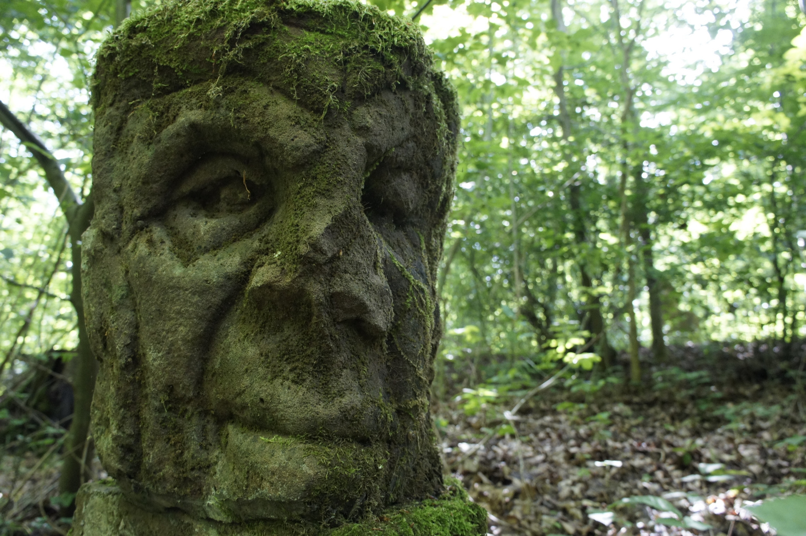 Stumpf-Sinn oder: Der Wald lebt!