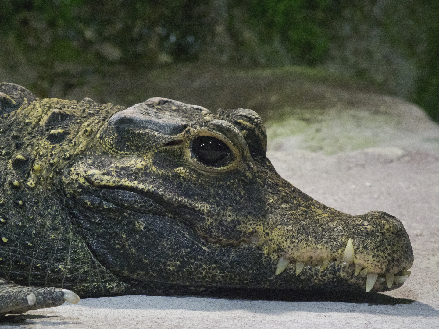 Stumpfkrokodil - fotografiert im Münchner Tierpark Hellabrunn