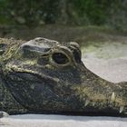 Stumpfkrokodil - fotografiert im Münchner Tierpark Hellabrunn