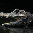 Stumpfkrokodil im Zoo Leipzig