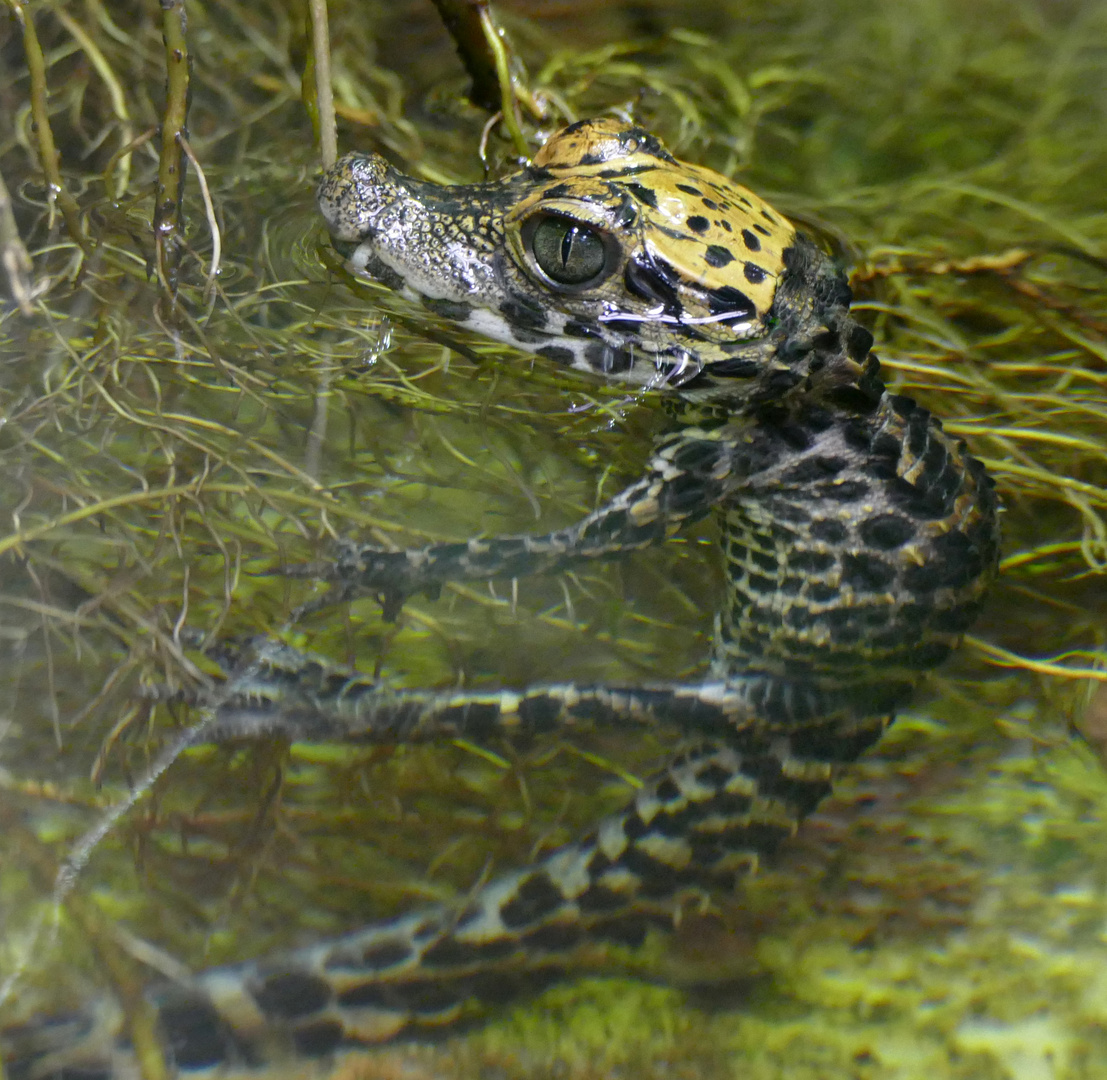 Stumpfkrokodil Jungtier im Wuppertaler Zoo