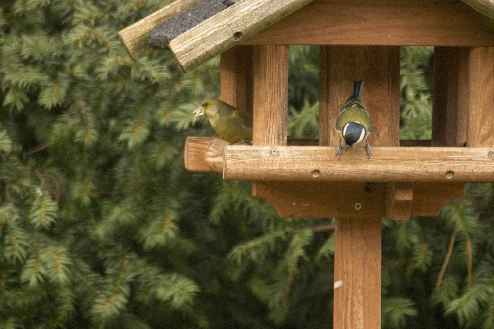 Stunde der Wintervögel: 1 Grünfink