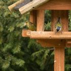 Stunde der Wintervögel: 1 Grünfink