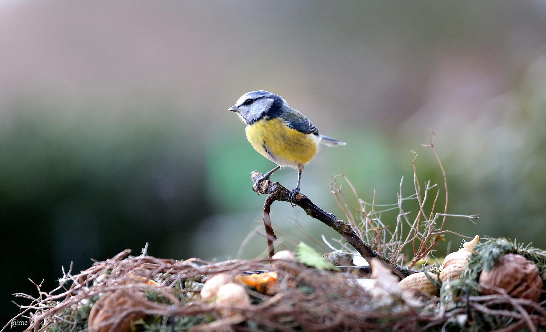 Stunde der Wintervögel 2