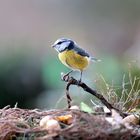 Stunde der Wintervögel 2