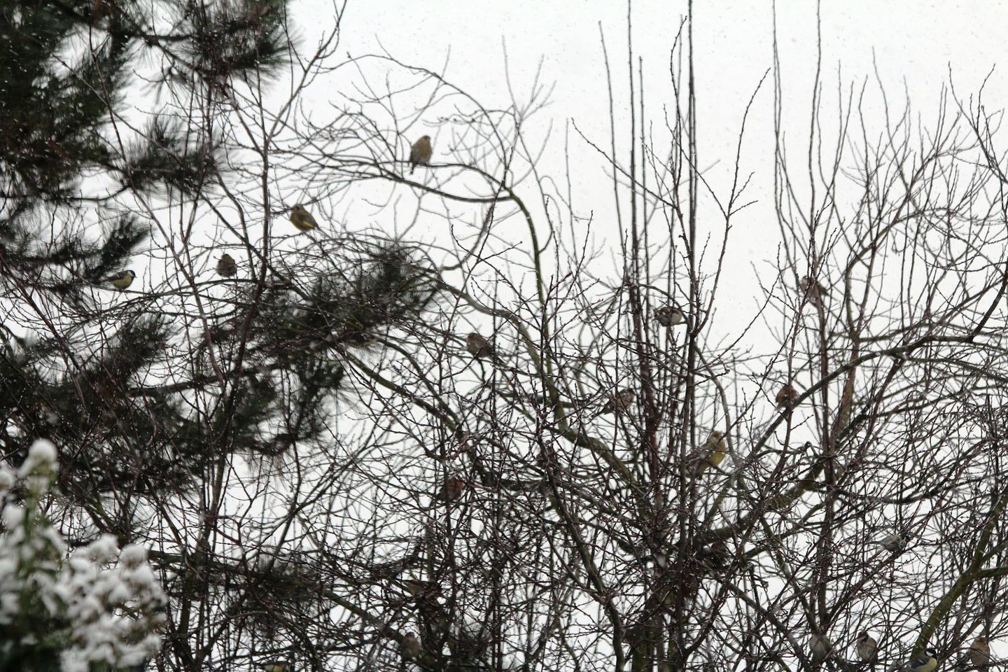 Stunde der Wintervögel 2016