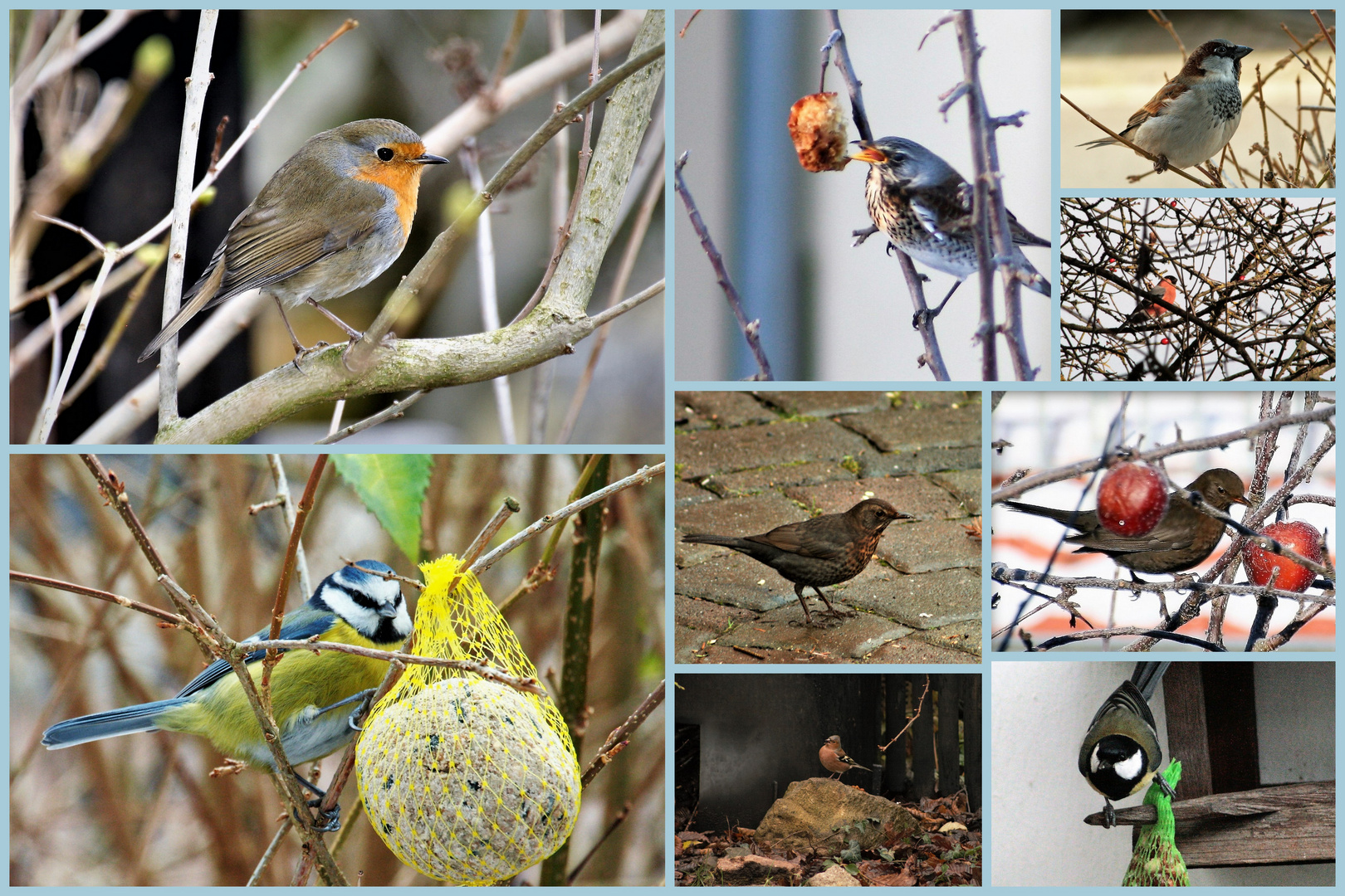 Stunde der Wintervögel 2018