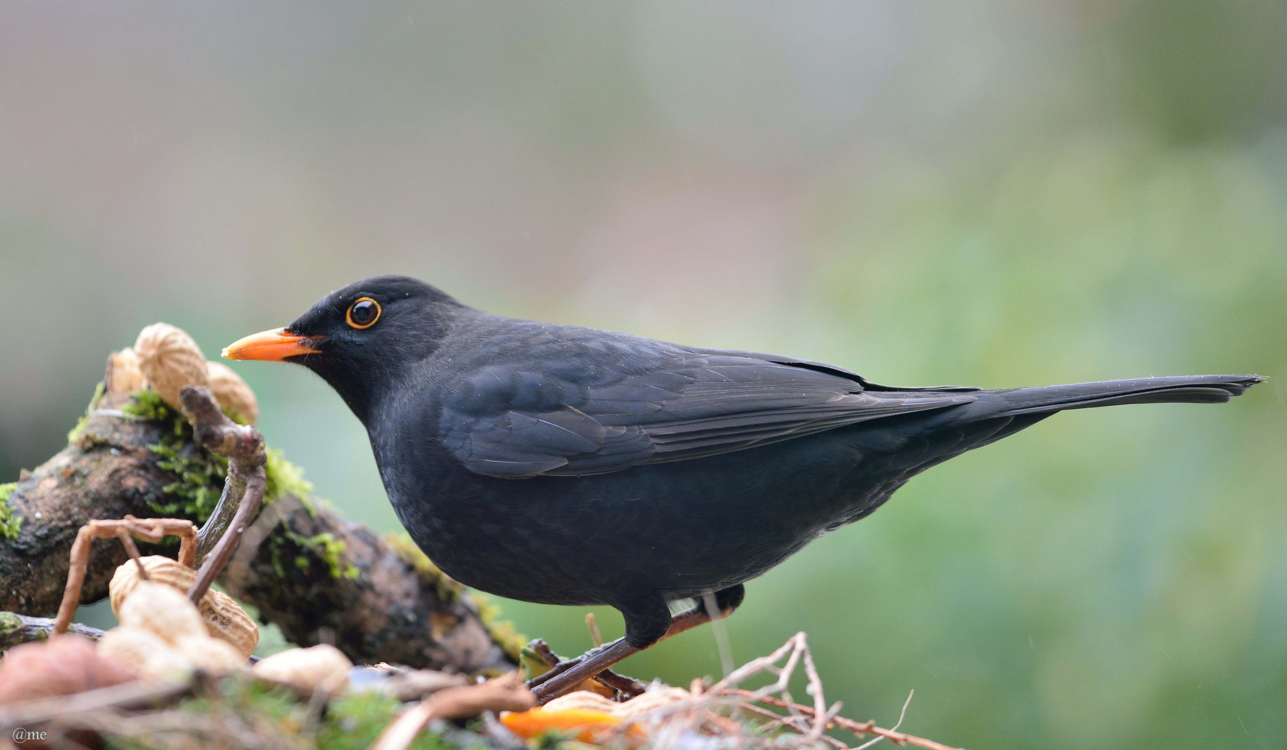 Stunde der Wintervögel