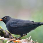 Stunde der Wintervögel