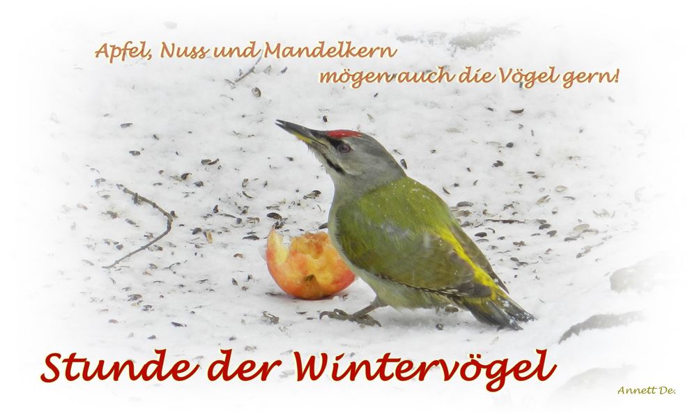 Stunde der Wintervögel