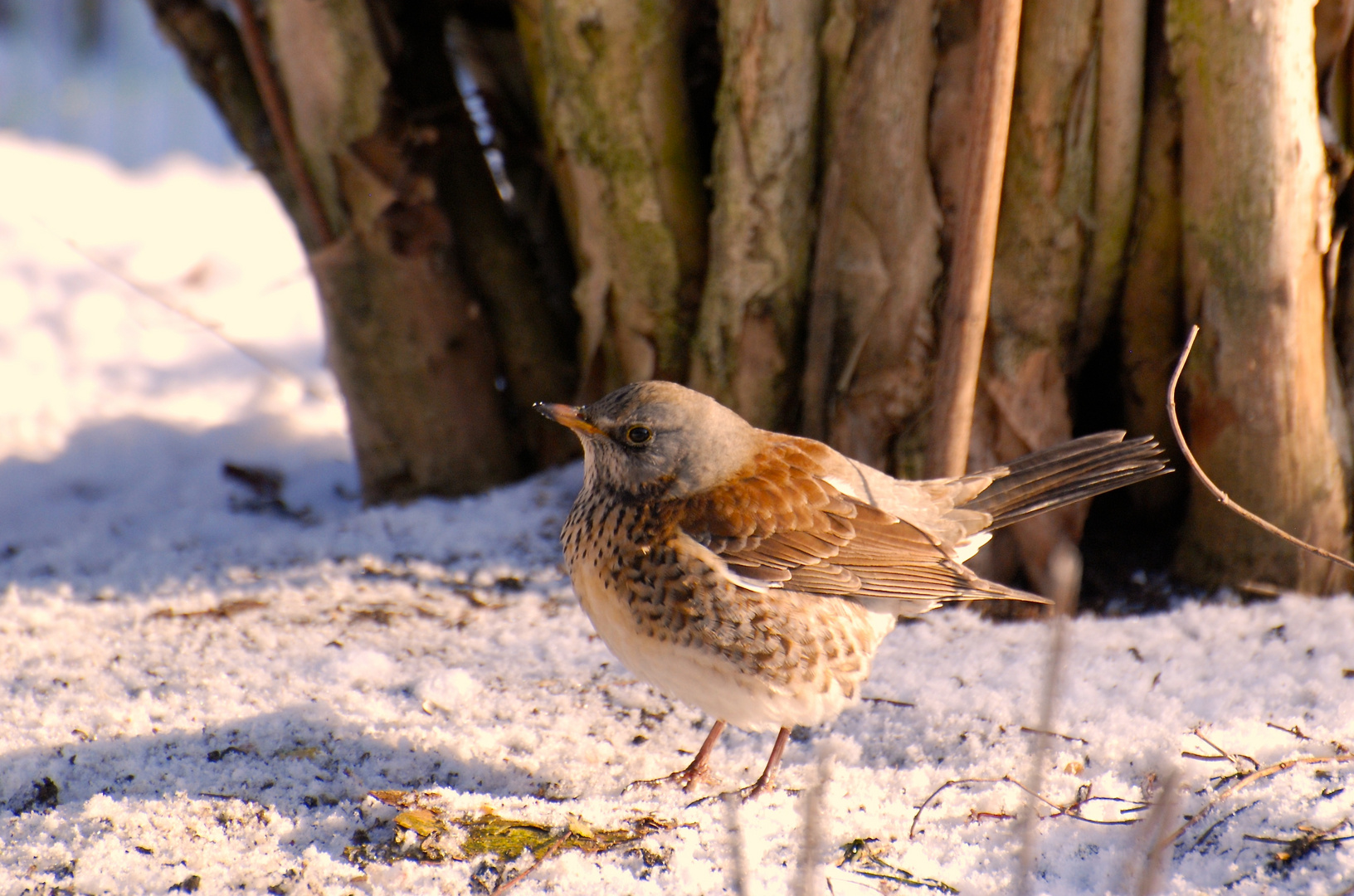 "Stunde der Wintervögel".....