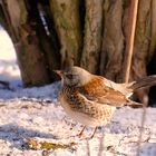 "Stunde der Wintervögel".....