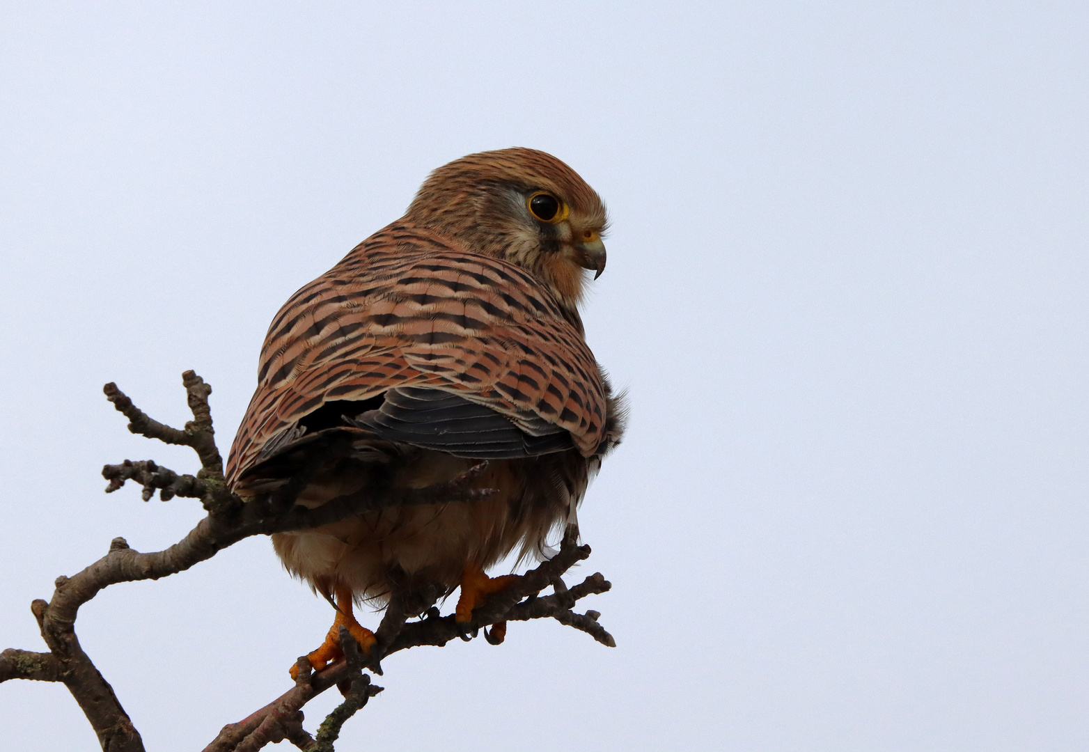 Stunde der Wintervögel