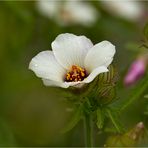 Stundenblume (Hibiscus trionum)......