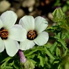 Stundenblume (Hibiscus trionum)