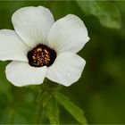Stundenblume (Hibiscus trionum)......
