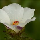 Stundenblume (Hibiscus trionum)......