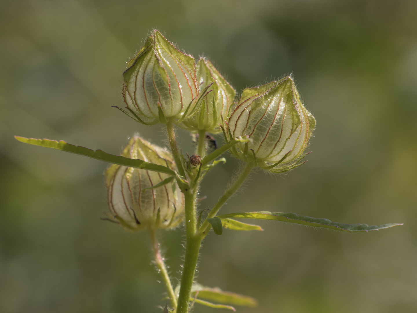 Stundenblume Kapselfrucht