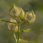 Stundenblume Kapselfrucht