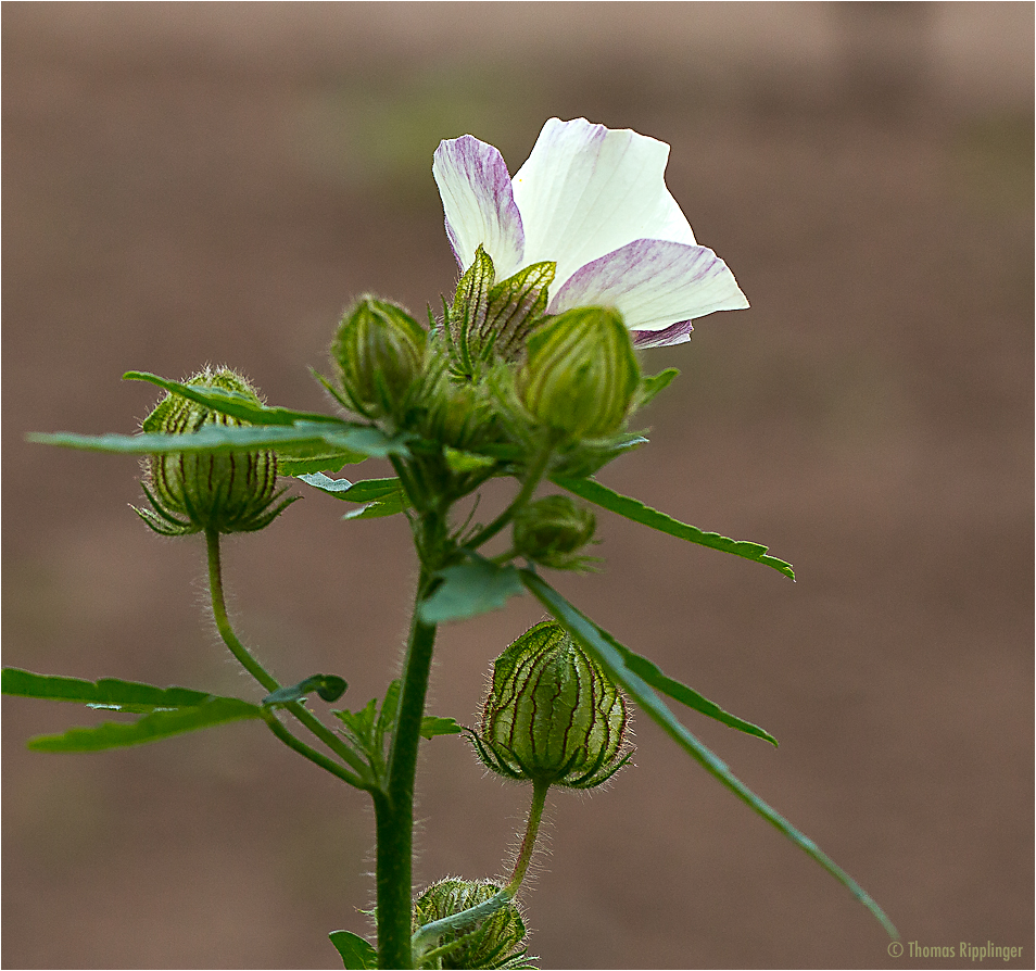 Stundenblume oder Stunden Roseneibich (Hibiscus trionum)