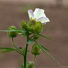 Stundenblume oder Stunden Roseneibich (Hibiscus trionum)