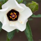 Stundenblume oder Stunden Roseneibich (Hibiscus trionum)..