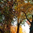 Stupa eingerahmt von Blättern und Herbstlicht