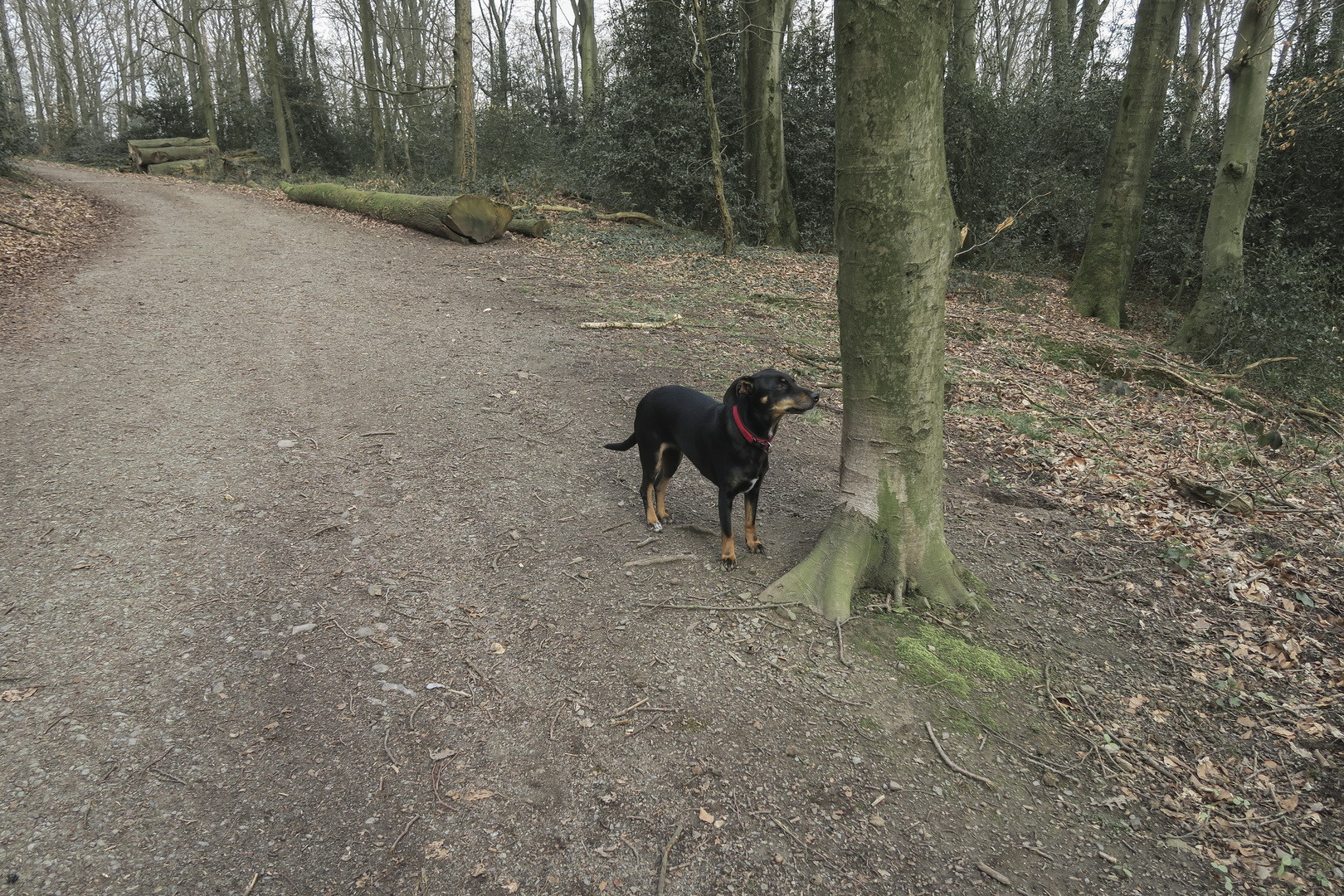 Stur: Hund wartet bis Hindernis aus dem Weg geht.