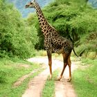 Sture Giraffe